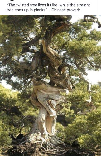 20220827 tree